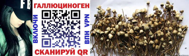 Псилоцибиновые грибы Psilocybine cubensis Белебей